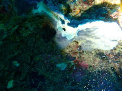 Stelletta conulosa