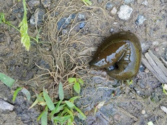 Haemopis sanguisuga