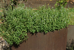 Rostellularia adscendens