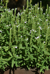 Rostellularia adscendens