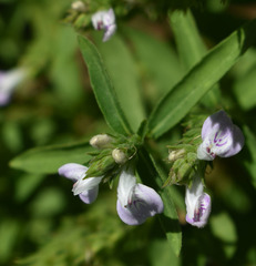 Rostellularia adscendens