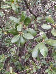 Aceria mackiei