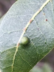Aceria mackiei