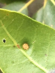 Aceria mackiei