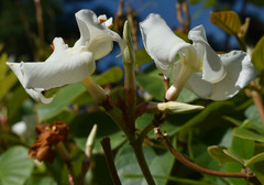 Apocynaceae
