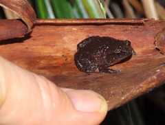 Austrochaperina robusta