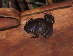 Austrochaperina robusta