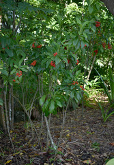 Cordyline murchisoniae