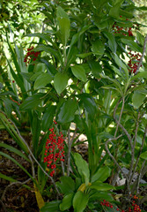 Cordyline murchisoniae