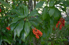 Cordyline murchisoniae
