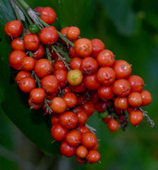 Cordyline murchisoniae