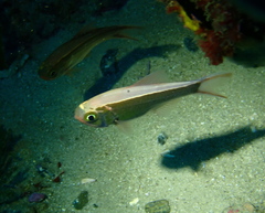 Optivus elongatus