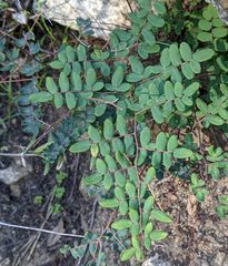 Pellaea andromedifolia