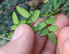 Pellaea andromedifolia