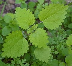Hesperocnide tenella