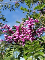 Lonchocarpus longistylus