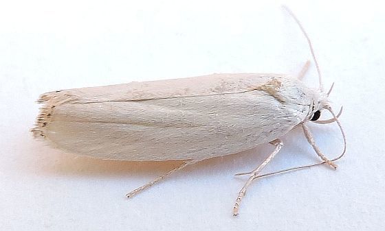 Antaeotricha thomasi