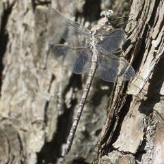 Tachopteryx thoreyi