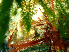Vidalia colensoi