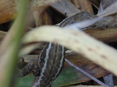 Stenocercus trachycephalus