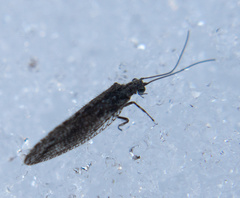 Micromus variolosus