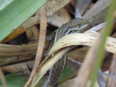 Stenocercus trachycephalus