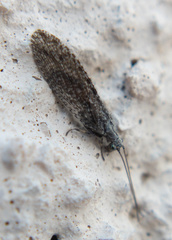 Micromus variolosus