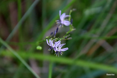 Caesia parviflora vittata