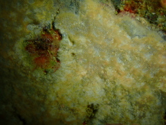 Parasmittina delicatula