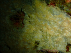 Parasmittina delicatula