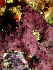 Chelonaplysilla violacea