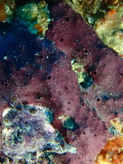 Chelonaplysilla violacea