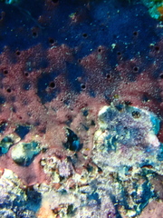 Chelonaplysilla violacea