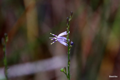 Caesia parviflora vittata