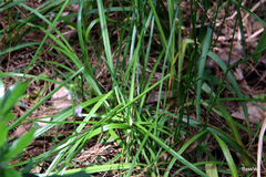 Caesia parviflora vittata