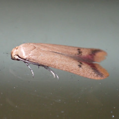 Tachystola hemisema