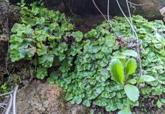 Cryptomitrium tenerum