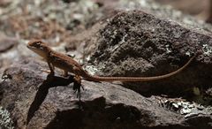 Ctenophorus modestus