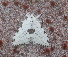 Lymantria brunneiplaga