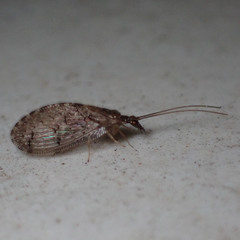 Sympherobius barberi