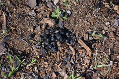 Odocoileus hemionus californicus