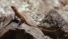 Ctenophorus modestus