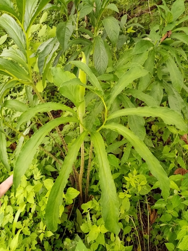 Image of Xanthosoma helleborifolium by (c) Pier Luiggi Maquilón, some rights reserved (CC BY)