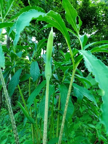 Image of Xanthosoma helleborifolium by (c) Pier Luiggi Maquilón, some rights reserved (CC BY)