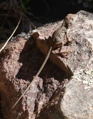 Ctenophorus modestus