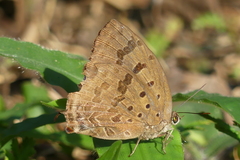 Arhopala silhetensis