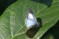 Celatoxia marginata marginata