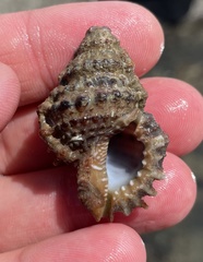 Alanbeuella corrugata