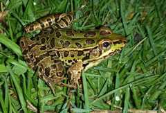 Lithobates spectabilis