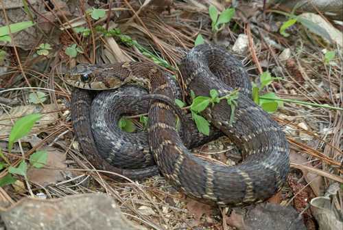 Photo of a Sumichrast's Garter Snake (Thamnophis sumichrasti)